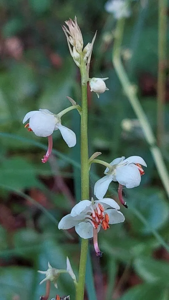 Kereklevelű körtike (Pyrola rotundifolia): Fajták, ültetés, metszés és betegségek