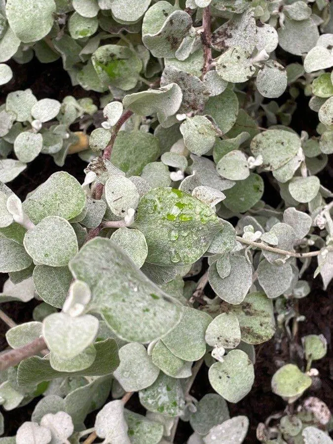 Kereklevelű szalmagyopár (Helichrysum petiolare): Fajtái, Ültetése, Metszése és Betegségei
