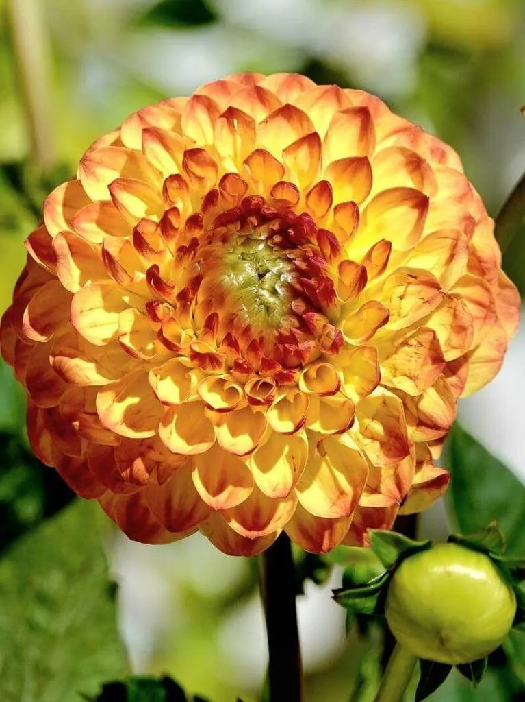 Ismerd meg a Kerti dália (Dahlia pinnata) fajtáit és jellemzőit! Tudd meg hogyan kell helyesen ültetni, gondozni és teleltetni. Olvasd el a kártevők elleni védekezési technikákat is!