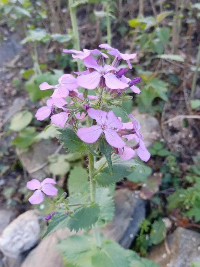 Kerti holdviola (Lunaria annua): Fajtái, Ültetése, Metszése és Betegségei