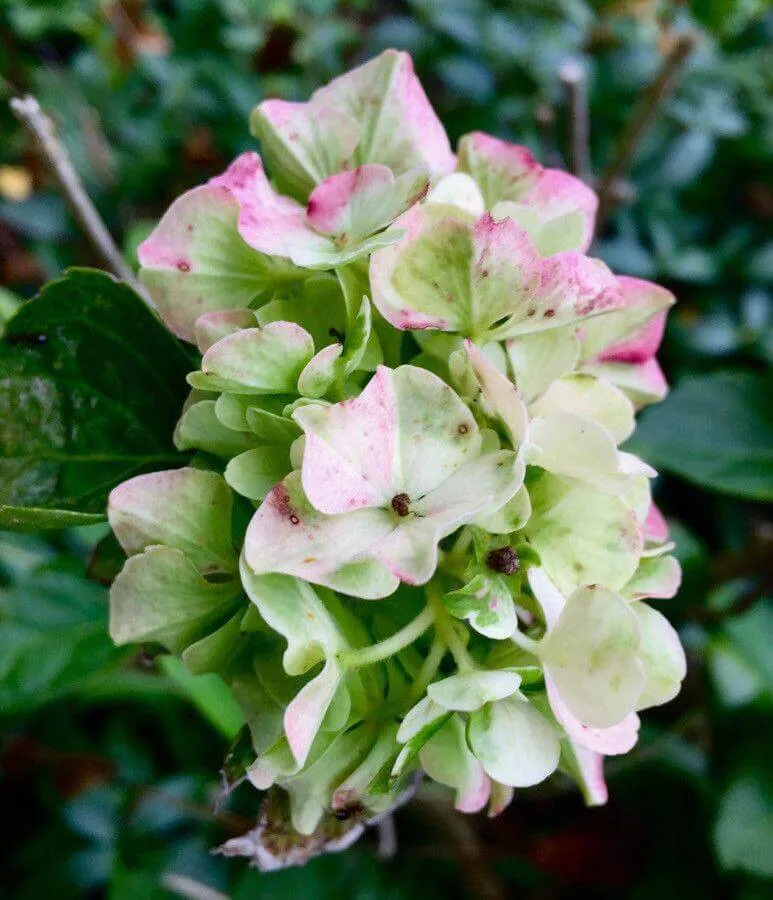 Ismerd meg a Kerti hortenzia (Hydrangea macrophylla) fajtáit mint az Endless Summer, Nikko Blue és Penny Mac. Tudd meg hogyan kell helyesen ültetni, öntözni, metszeni és védekezni a kártevők ellen!