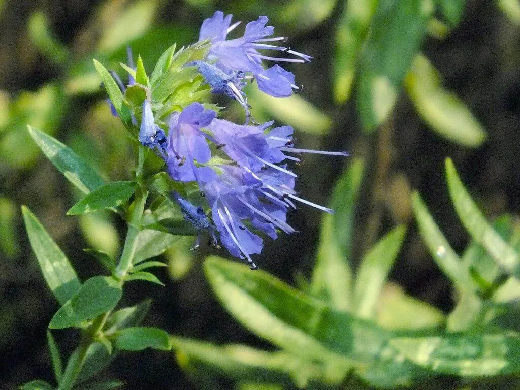 Kerti izsóp (Hyssopus officinalis): Fajtái, Ültetése, Metszése és Betegségei