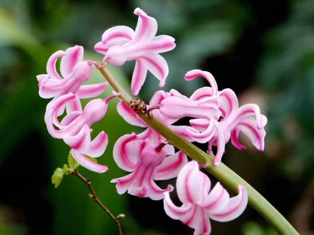 Kerti jácint (Hyacinthoides × massartiana): Fajtái, Ültetése, Metszése és Betegségei