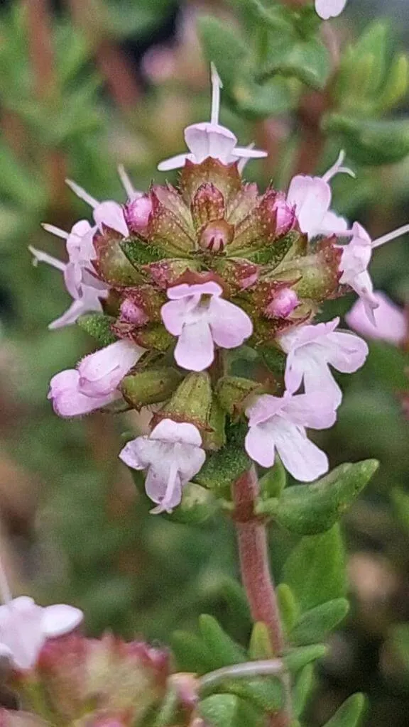 Ismerd meg a Kerti kakukkfű (Thymus vulgaris) fajtáit, gondozását és teleltetését. Tudd meg az öntözési módszereket és a leggyakoribb kártevőket!