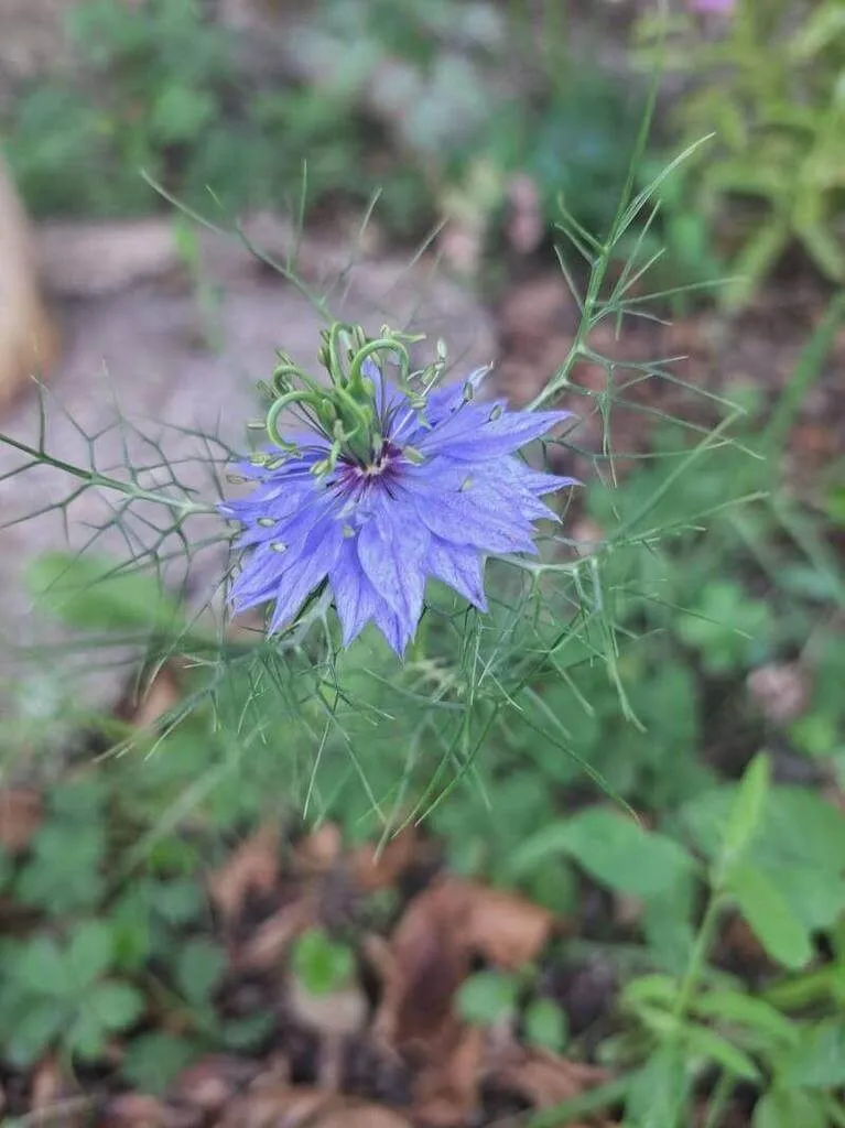 Ismerd meg a Kerti katicavirág (Nigella sativa) fajtáit, gondozását és öntözési módszereit. Tudd meg hogyan teleltesd át sikeresen! Olvasd el a leggyakoribb betegségeket és védekezési technikáikat.