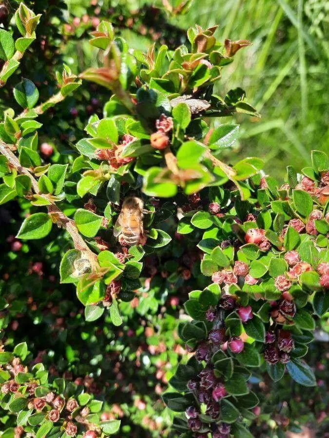 Ismerd meg a Kerti madárbirs (Cotoneaster horizontalis) fajtáit, gondozását és telelését. Tudd meg hogyan kell ültetni és metszeni ezt a csodálatos növényt!