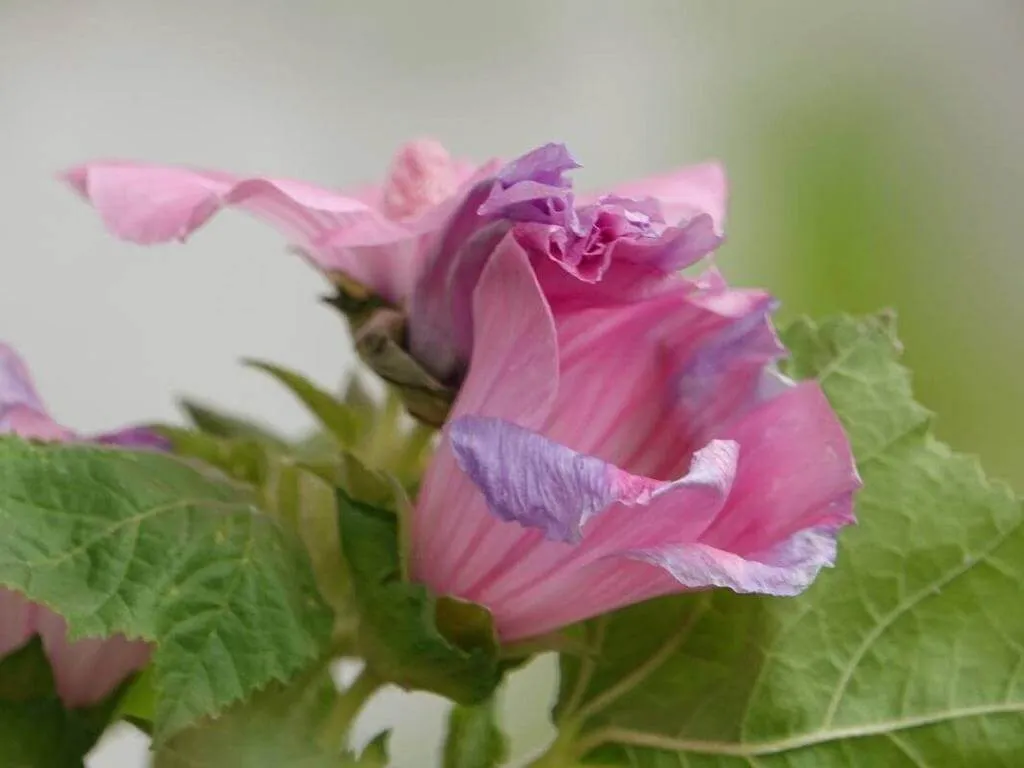 Kerti Madármályva (Malva trimestris): Fajtái, Ültetése, Metszése és Betegségei Kerti Madármályva (Malva trimestris): Fajtái, Ültetése, Metszése és Betegségei