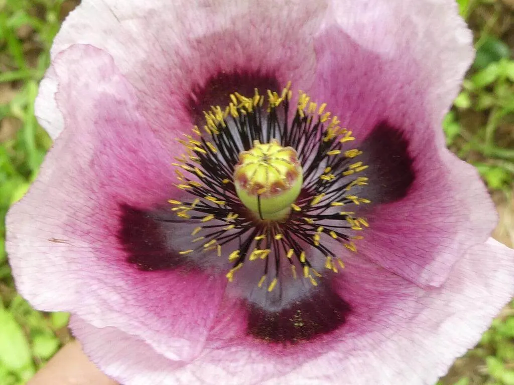 Ismerd meg a Kerti mák (Papaver somniferum) fajtáit - fehér, piros és lila. Tudd meg hogyan kell ültetni, gondozni és védekezni a kártevők ellen!