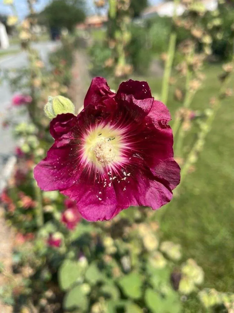 Kerti mályva (Alcea rosea): Fajták, Ültetés, Metszés és Betegségek