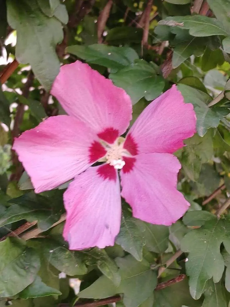 Kerti mályvacserje (Hibiscus syriacus): Fajták, Gondozás, Ültetés és Betegségek Kerti mályvacserje (Hibiscus syriacus): Fajták, Gondozás, Ültetés és Betegségek