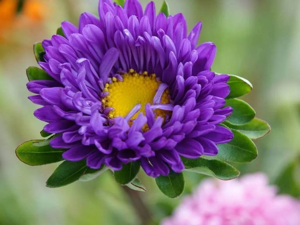 Kerti őszirózsa (Callistephus chinensis): Fajták, Ültetés, Metszés és Betegségek Kerti őszirózsa (Callistephus chinensis): Fajták, Ültetés, Metszés és Betegségek