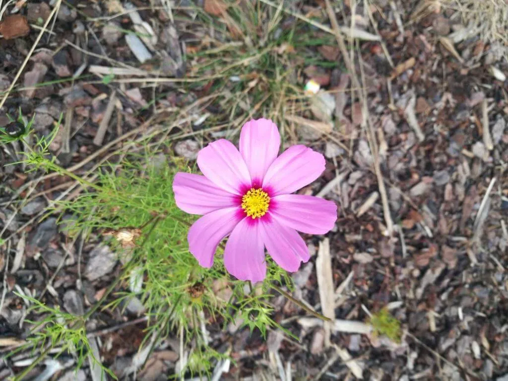 Ismerd meg a Kerti pillangóvirág (Cosmos bipinnatus) fajtáit, gondozását és teleltetési titkait! Tudd meg az öntözés módszereit és a leggyakoribb kártevőket.