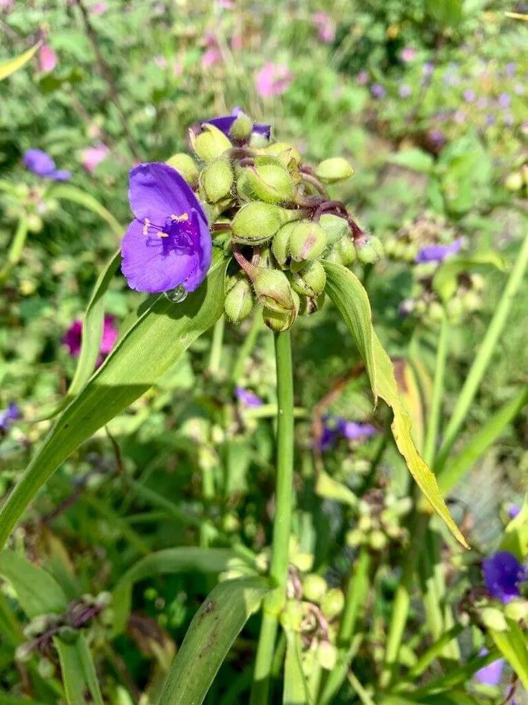 Ismerd meg a Kerti pletyka (Tradescantia virginiana) fajtáit és jellemzőit! Tudd meg hogyan kell gondozni, teleltetni, öntözni és szaporítani ezt a csodás növényt. Olvasd el a kártevők elleni védekezés technikáit is!