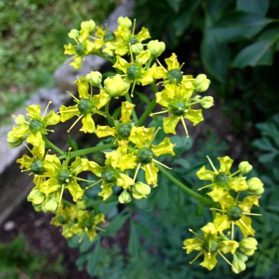 Kerti ruta (Ruta graveolens): Fajtái, Ültetése, Metszése és Betegségei Kerti ruta (Ruta graveolens): Fajtái, Ültetése, Metszése és Betegségei