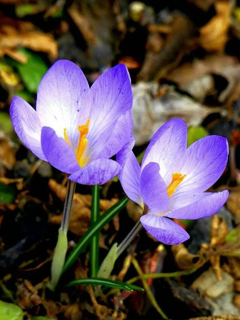 Fedezd fel a Kerti sáfrány (Crocus vernus) csodálatos világát! Ismerd meg fajtáit (Albus, Goldilocks, Pickwick), ültetését ősszel, öntözési módszereit és teleltetési tippeket. Tudd meg a leggyakoribb kártevőkről és betegségekről is!