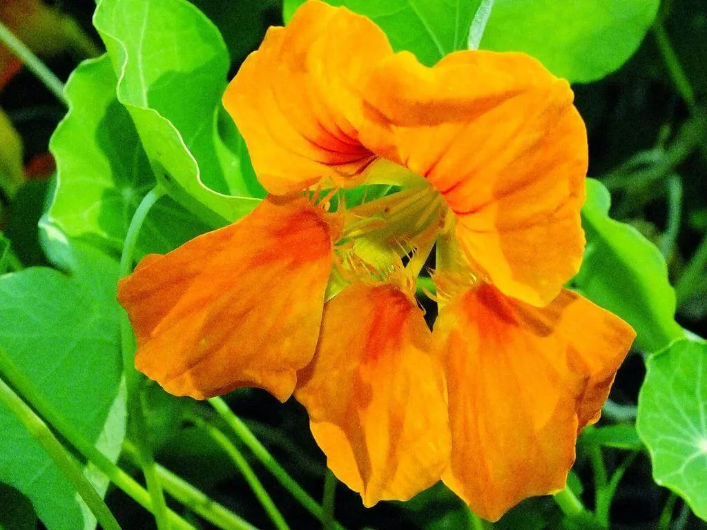 Kerti sarkantyúka (Tropaeolum majus): Fajtái, Gondozása, Teleltetése és Betegségei