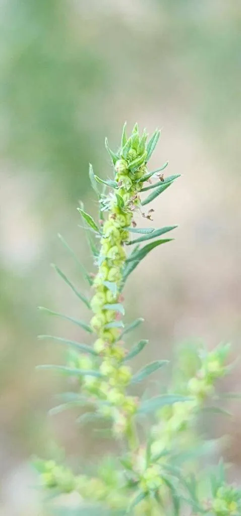 Kerti seprűfű (Bassia scoparia): fajtái, ültetése, metszése és betegségei Kerti seprűfű (Bassia scoparia): fajtái, ültetése, metszése és betegségei
