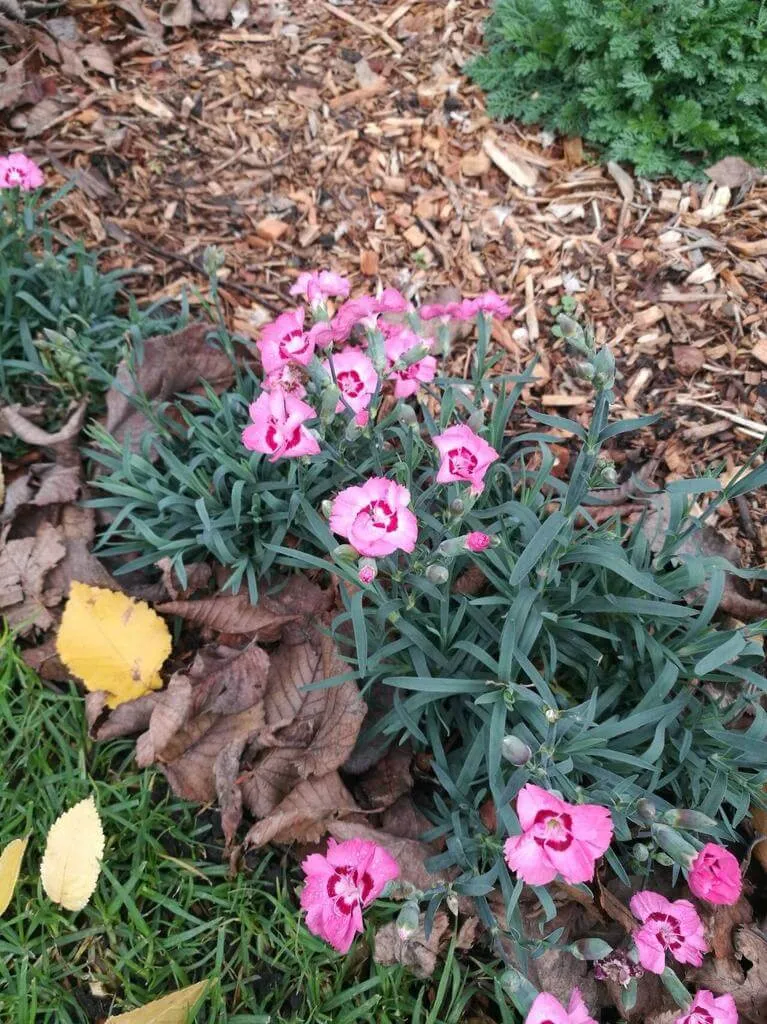 Kerti szegfű (Dianthus caryophyllus): Fajták, Gondozás, Teleltetés és Betegségek