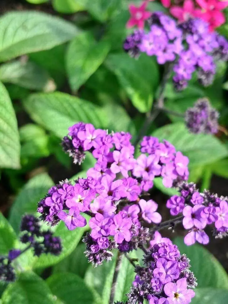 Kerti vaníliavirág (Heliotropium arborescens): Fajtái, Ültetése, Metszése és Betegségei