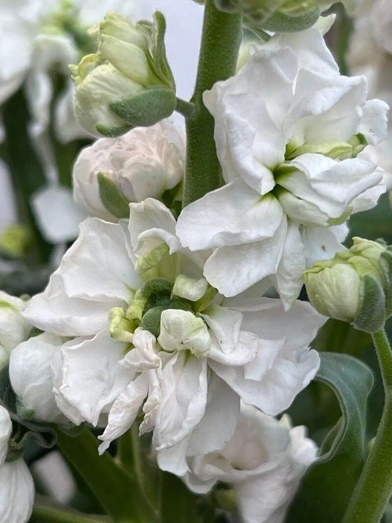 Kerti viola (Matthiola incana): Fajták, Gondozás, Ültetés és Betegségek Kerti viola (Matthiola incana): Fajták, Gondozás, Ültetés és Betegségek