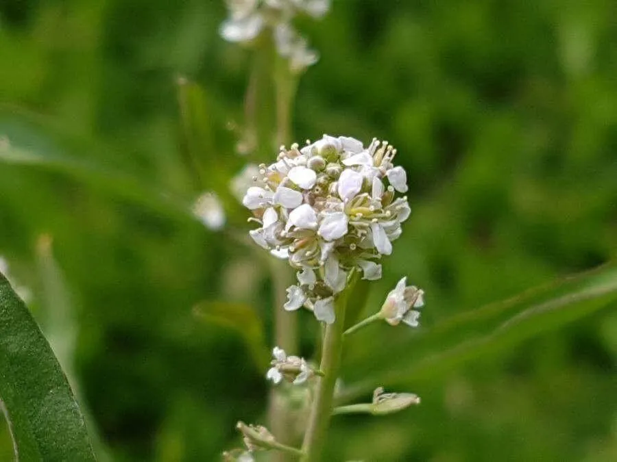 Kerti zsázsa (Lepidium sativum): Fajták, Gondozás, Ültetés és Betegségek Kerti zsázsa (Lepidium sativum): Fajták, Gondozás, Ültetés és Betegségek