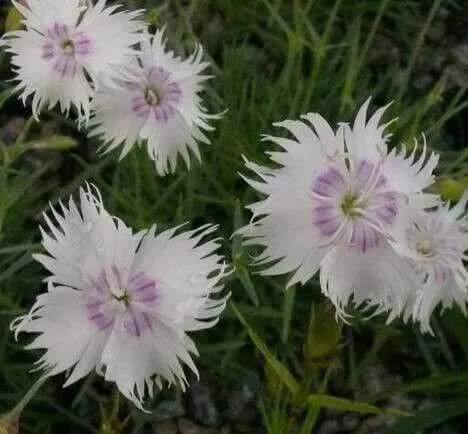 Kései szegfű (Dianthus serotinus): fajtái, ültetése, metszése és betegségei Kései szegfű (Dianthus serotinus): fajtái, ültetése, metszése és betegségei