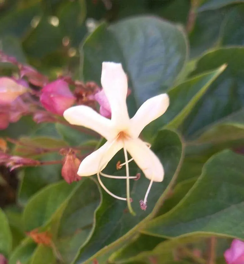 Kései végzetcserje (Clerodendrum trichotomum): Fajták, ültetés, metszés és betegségek