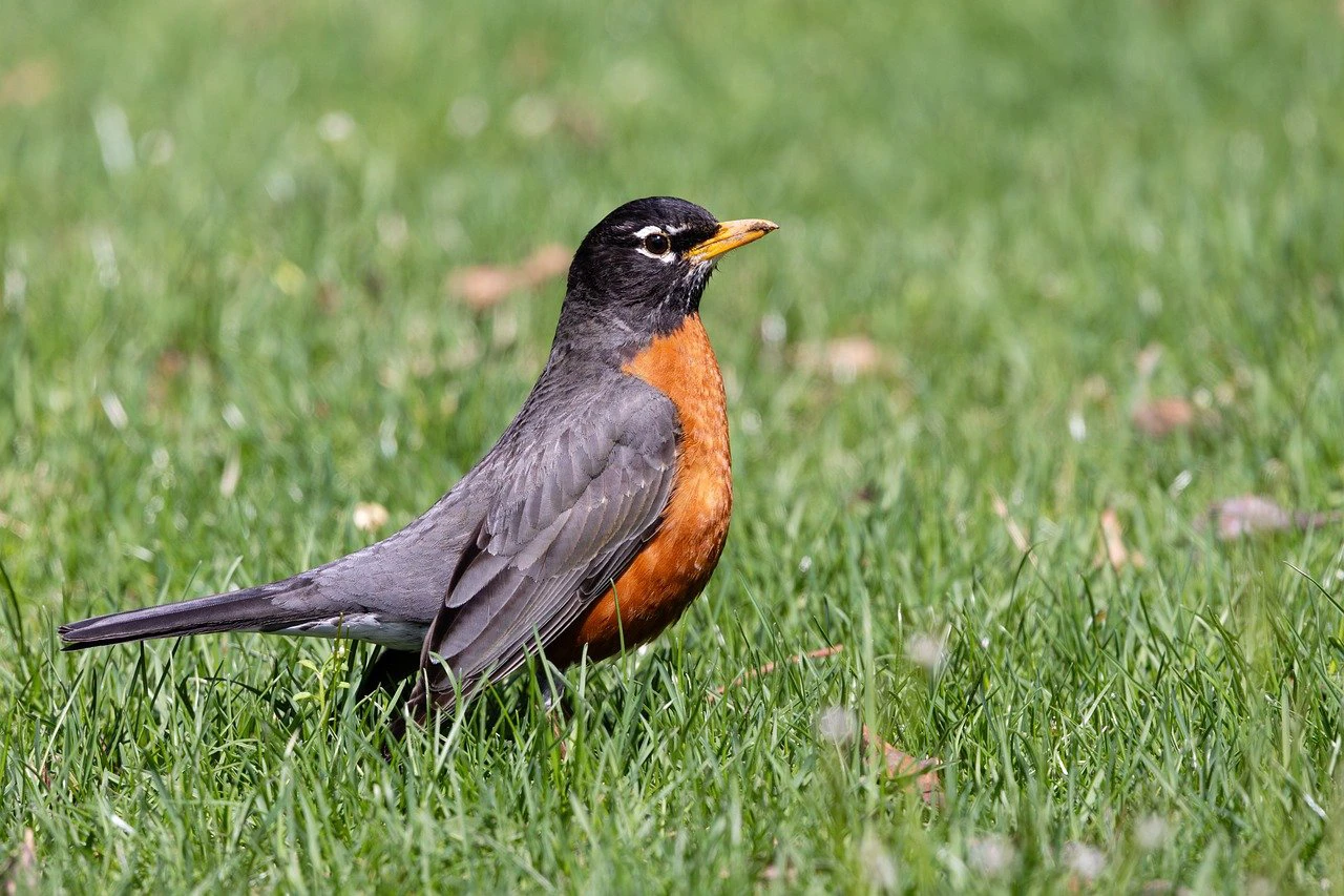 Amikor a fű is másképp lélegzik: A kúszó pázsitszulák titokban végzett földalatti hálózata