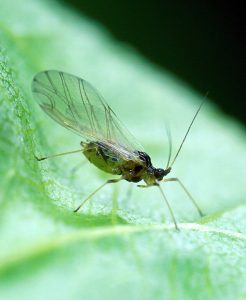levegő tetvek (aphid)