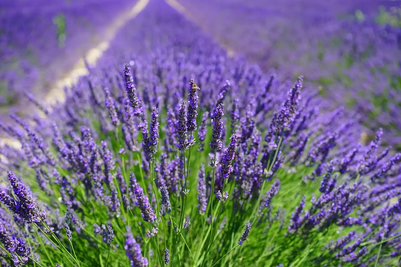 A legjobb levendula fajták (Lavandula spp.): 5 típus, amivel 30%-kal kevesebb a kerti munka