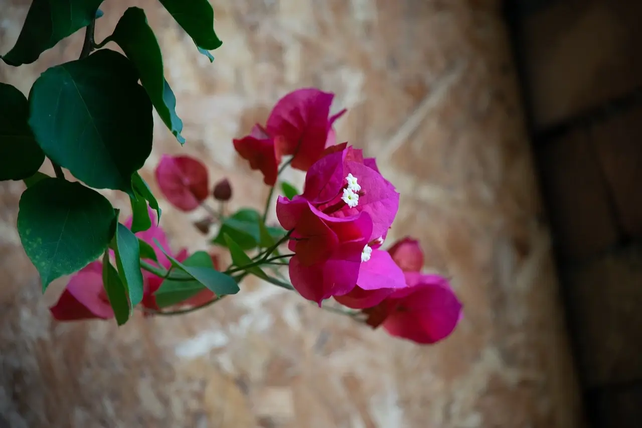 Ismerd meg a murvafürt fajtáit, gondozását, ültetését és szaporítását