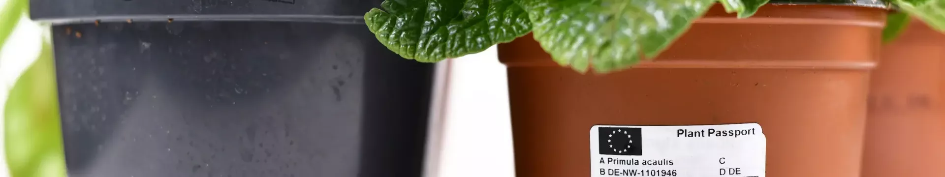 EU-n belüli növényvásárlás: A növényútlevél szerepe a biztonságos kertészkedésben