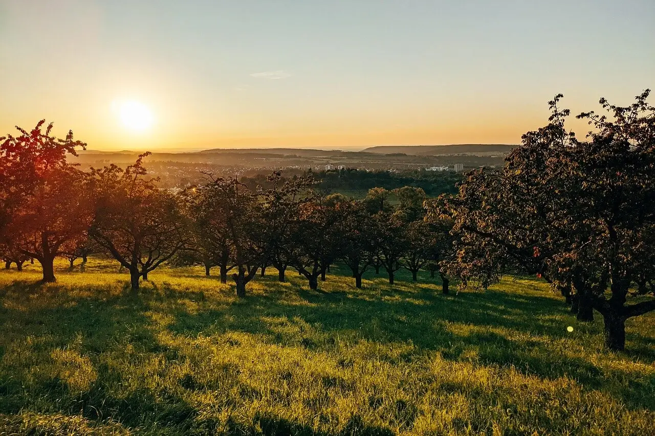 Növénytársítás táblázat 2025: részletes szakmai útmutató Növénytársítás táblázat 2025: részletes szakmai útmutató