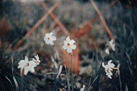 Hogyan ne ronts el semmit a fehér nárcisz ültetésén? – Narcissus poeticus titkos életének lépésről lépésre kalauza a kertedben