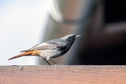 Márciusi növényfelújítás: Hatékony lépések a tavaszi növénygondozás gyors beindításához Márciusi növényfelújítás: Hatékony lépések a tavaszi növénygondozás gyors beindításához