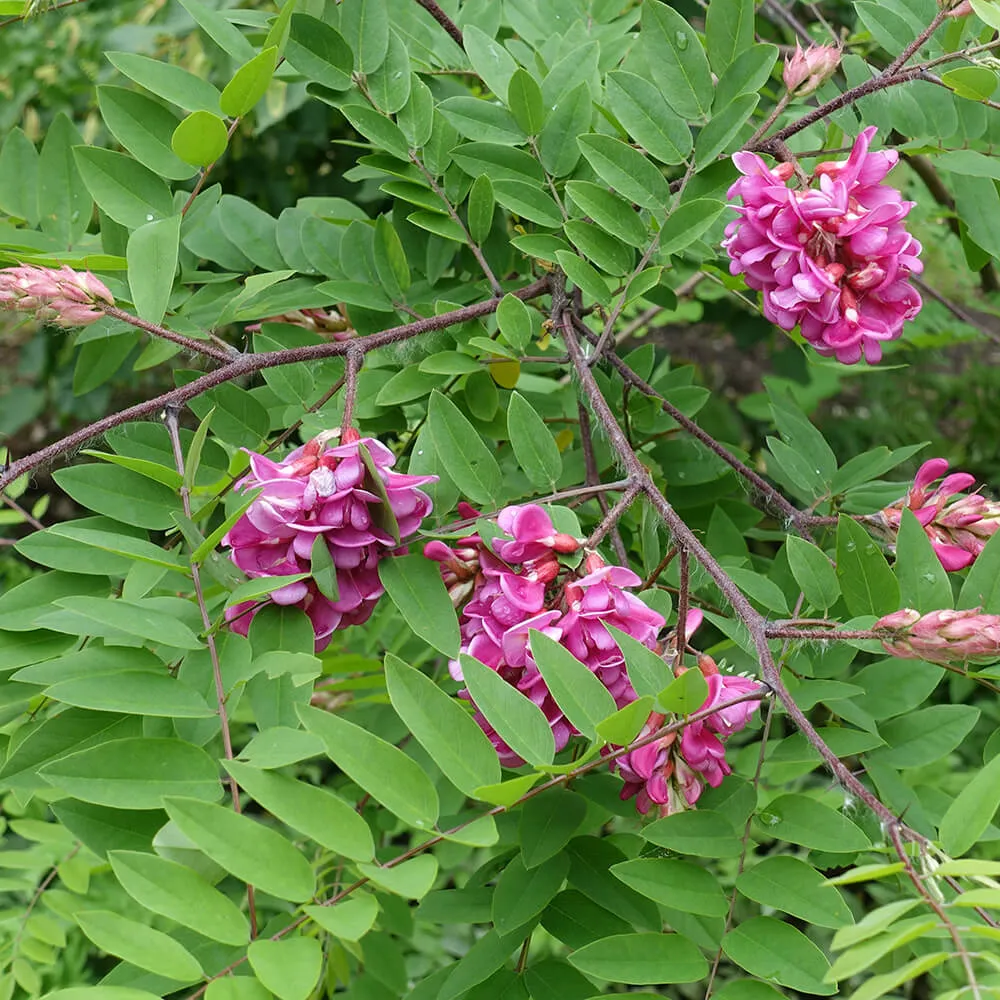 Ismerd meg a rózsás akác fajtáit, gondozását és ültetését