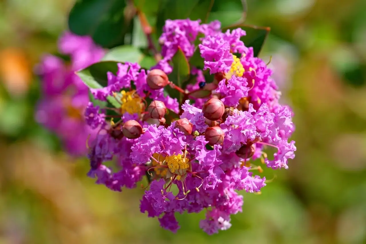 Selyemmirtusz (Lagerstroemia indica) – hosszan virágzó, mediterrán hangulatú díszcserje a kertedbe
