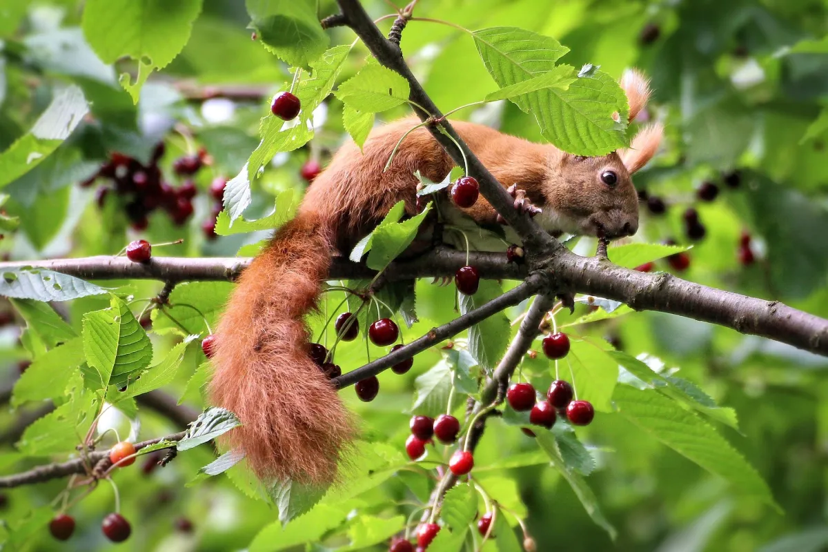 Szedd magad meggy 2025: Útmutató helyszínekhez és tippekhez