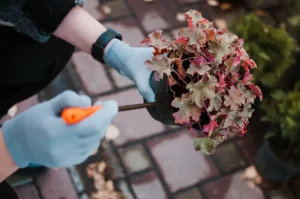 Könnyen érthető és alkalmazható Tűzgyöngyvirág útmutató kezdőknek és haladóknak, nálam mindent megtudsz: gondozás, ültetés, metszés :)