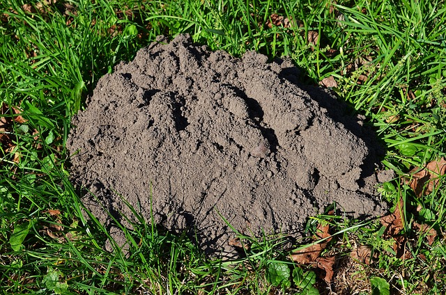 Vakondháló: Így védd meg a kertelted